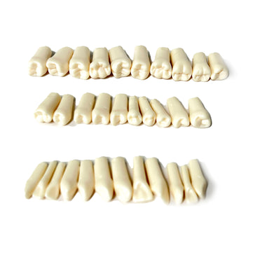 Plastic Prop Teeth with Post and Screws 32.pcs